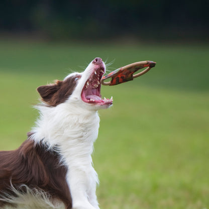 Major Dog Frisbee Medium - Fetch Toy