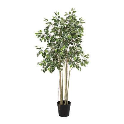 Potted Artificial Variegated Ficus Tree 168cm