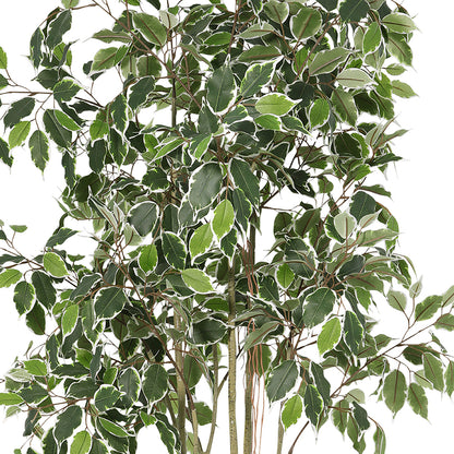 Potted Artificial Variegated Ficus Tree 168cm