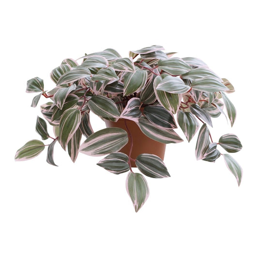 Potted Artificial Wandering Dude Plant 40cm