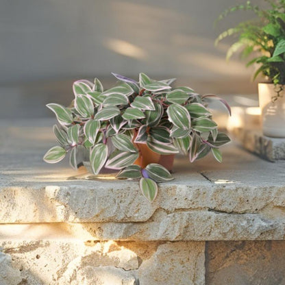 Potted Artificial Wandering Dude Plant 40cm