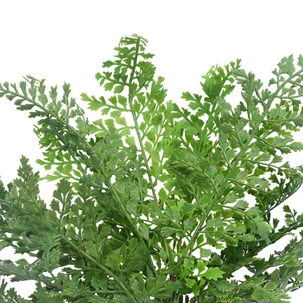 Faux Maiden Hair Fern Stem 40cm